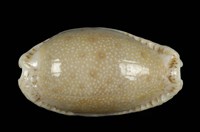 藏品(腰斑寶螺)的圖片